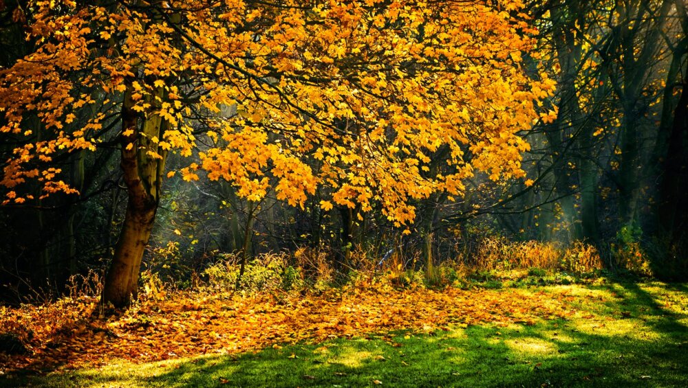photograph of trees during autumn season