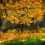 photograph of trees during autumn season