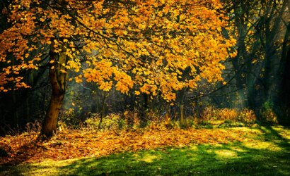 photograph of trees during autumn season