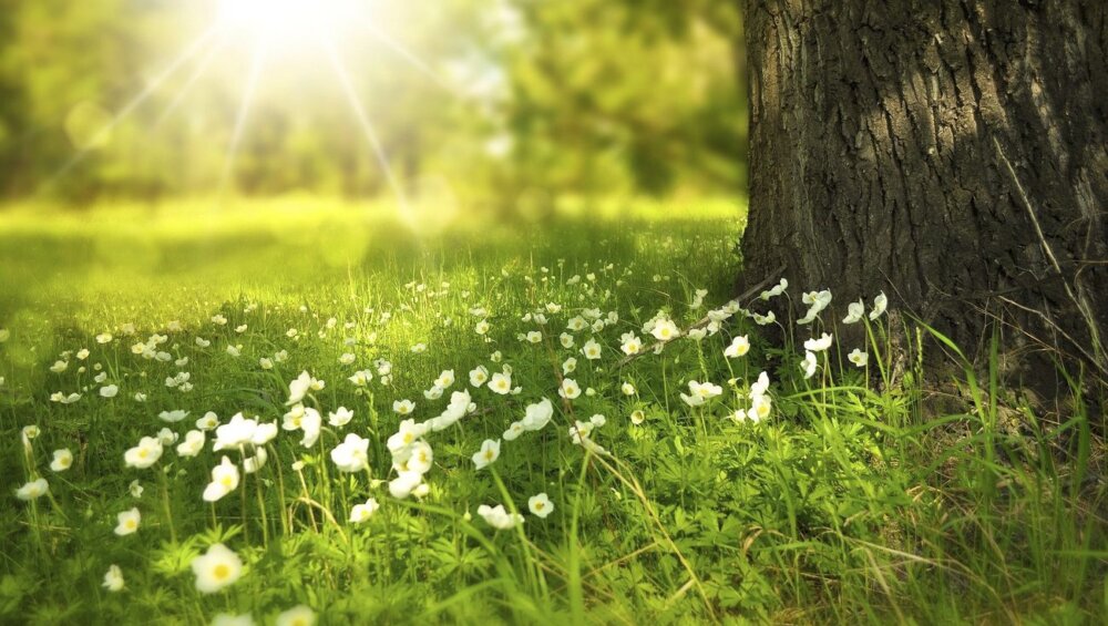 Flowers in the spring season;