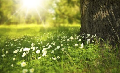 Flowers in the spring season;