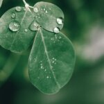 healthy fresh green leaves of drumstick tree with morning dew in lush garden