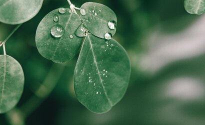 healthy fresh green leaves of drumstick tree with morning dew in lush garden
