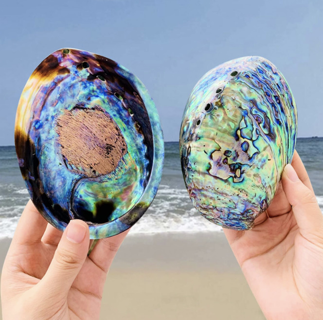 Abalon školjka za kađenje - Slika 2